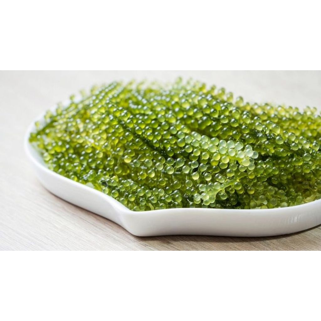 rumput laut/anggur laut/green caviar/ latoh khas jepara(200gram)