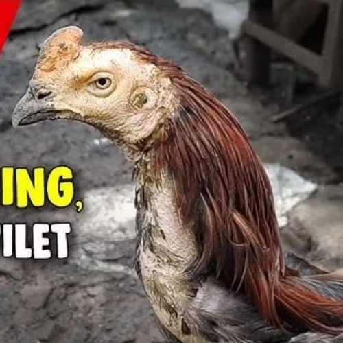 Obat Ayam Sakit Kuning & Lemas 25 Kapsul | Obat Ayam Tipes