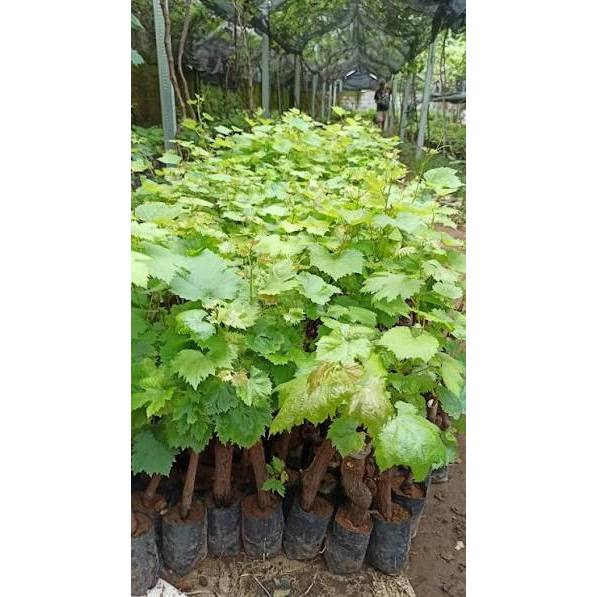 Bibit Anggur Unggulan ninel - Tumbuh Cepat, Berbuah Lebat, Anti Gagal