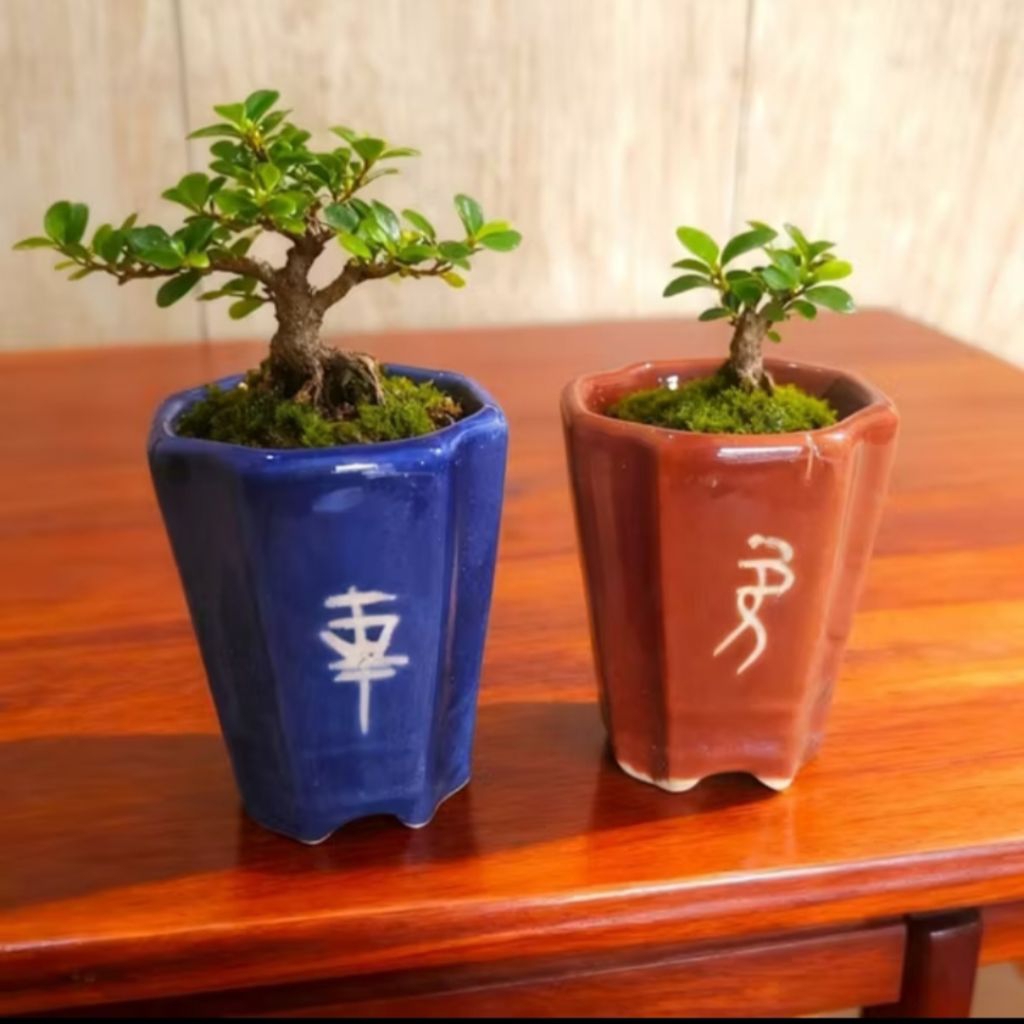 Pot Keramik bonsai Shito/mame Cascade Motif Ukir _ perlengkapan alat perkebunan