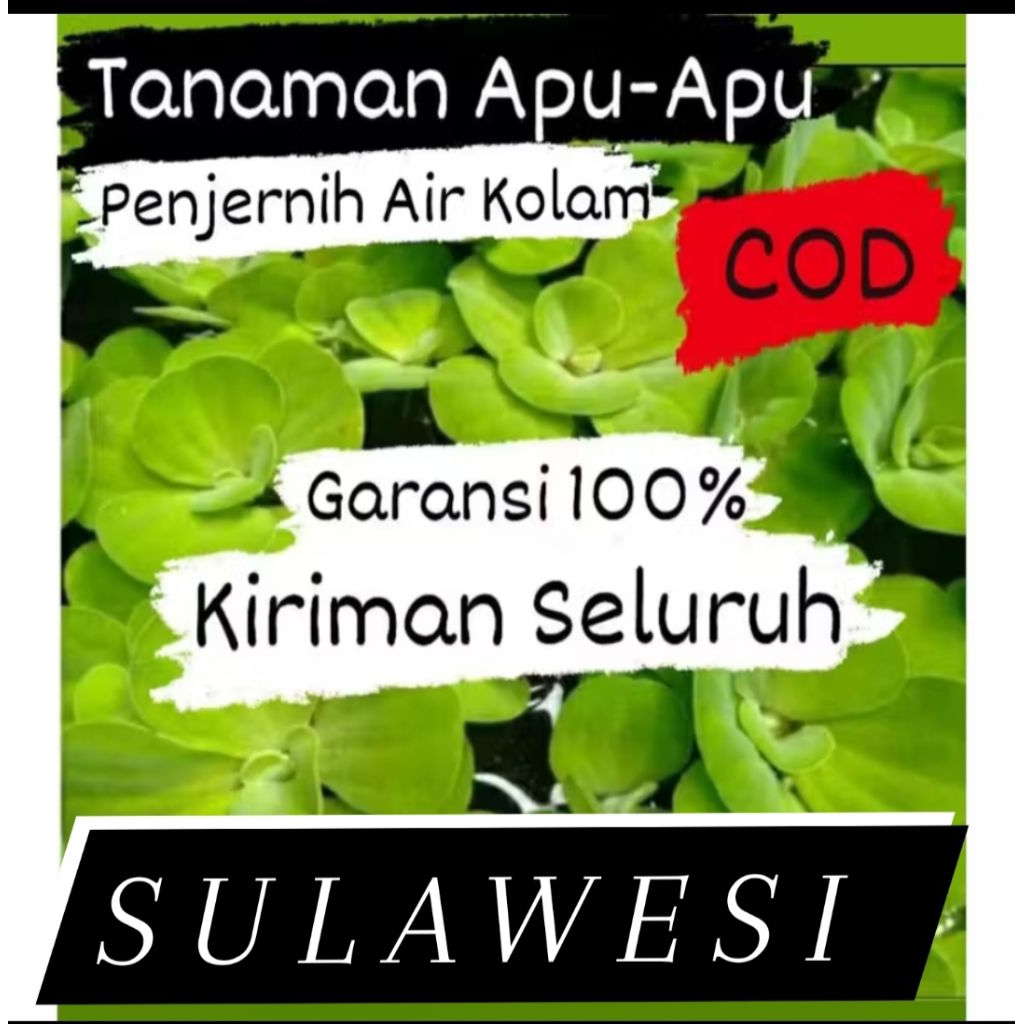 Apu Apu tanaman air Apu-Apu mawar