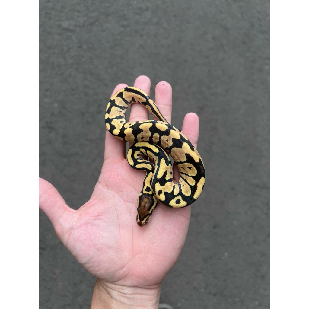 ball python murah