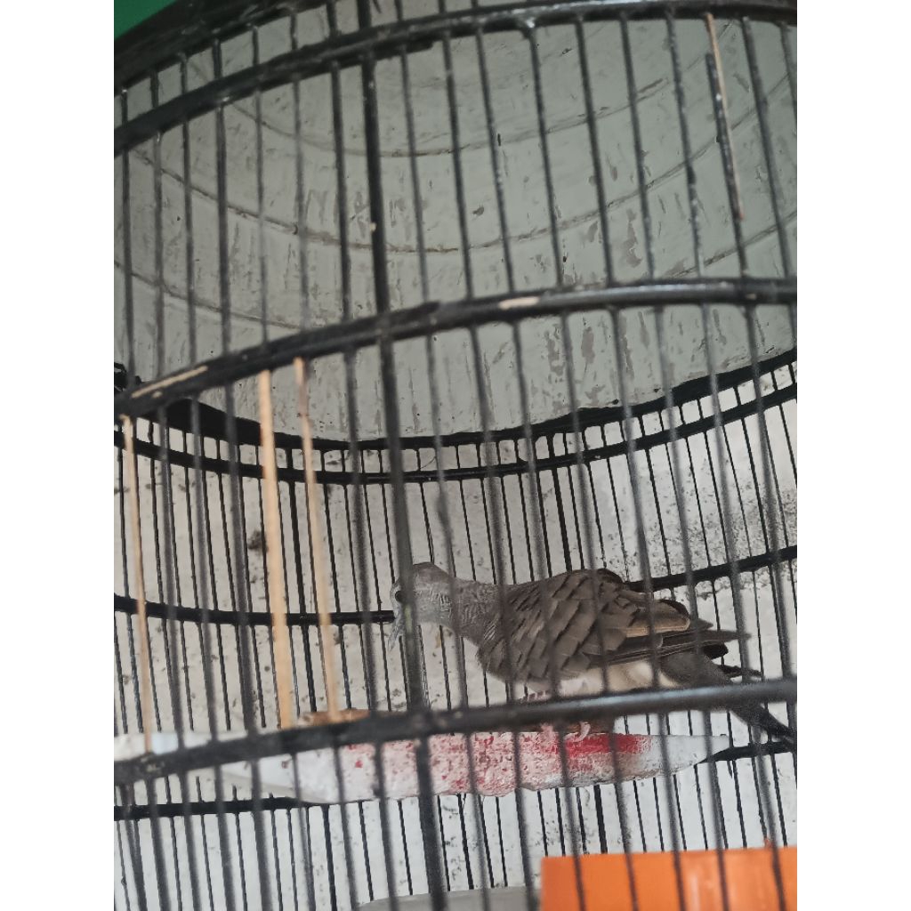 perkutut bangkok remaja prospek sudah buny1 jantan