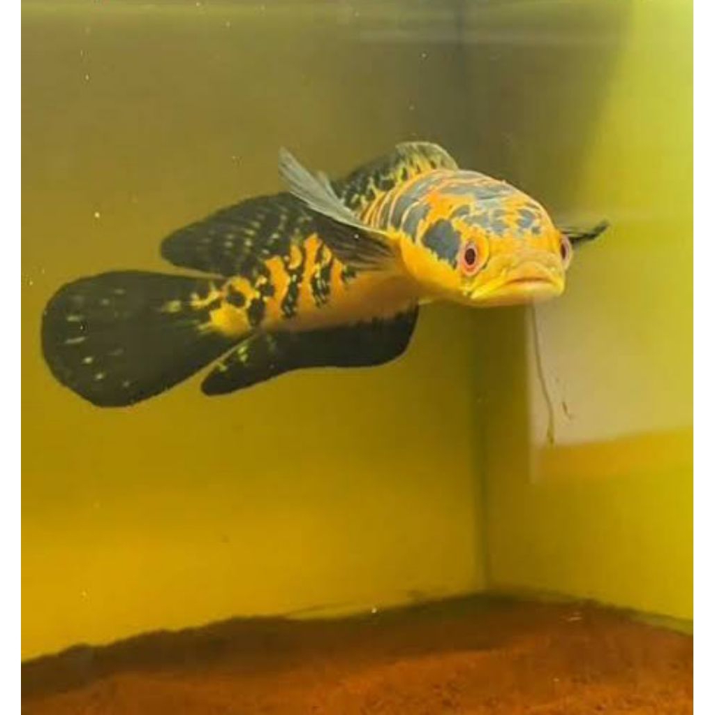 Channa Maru Ys Premium Fish 14-16cm Terbaik