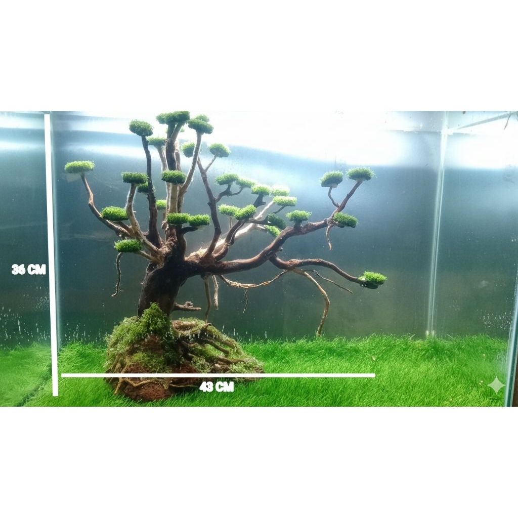 Bonsai Aquascape jumbo