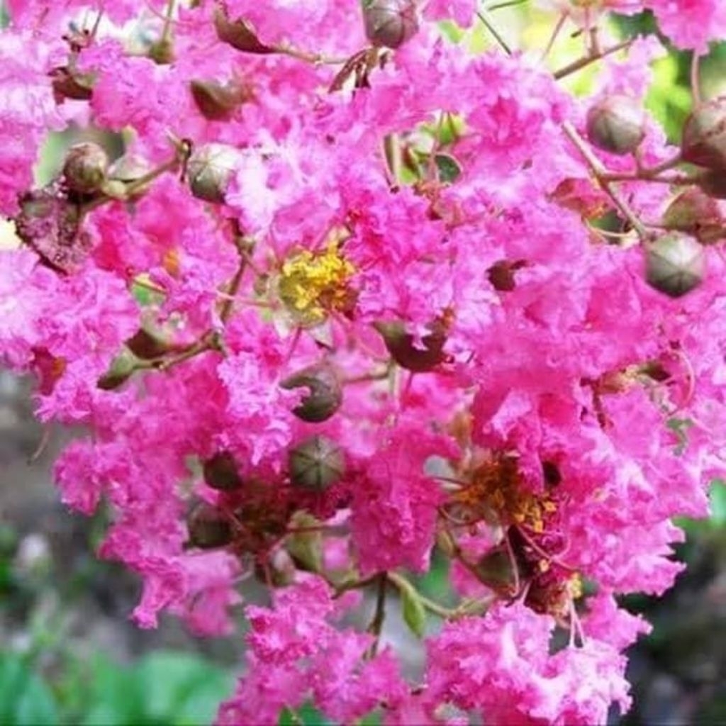 Bonsai Hidup Bunga Sakura
