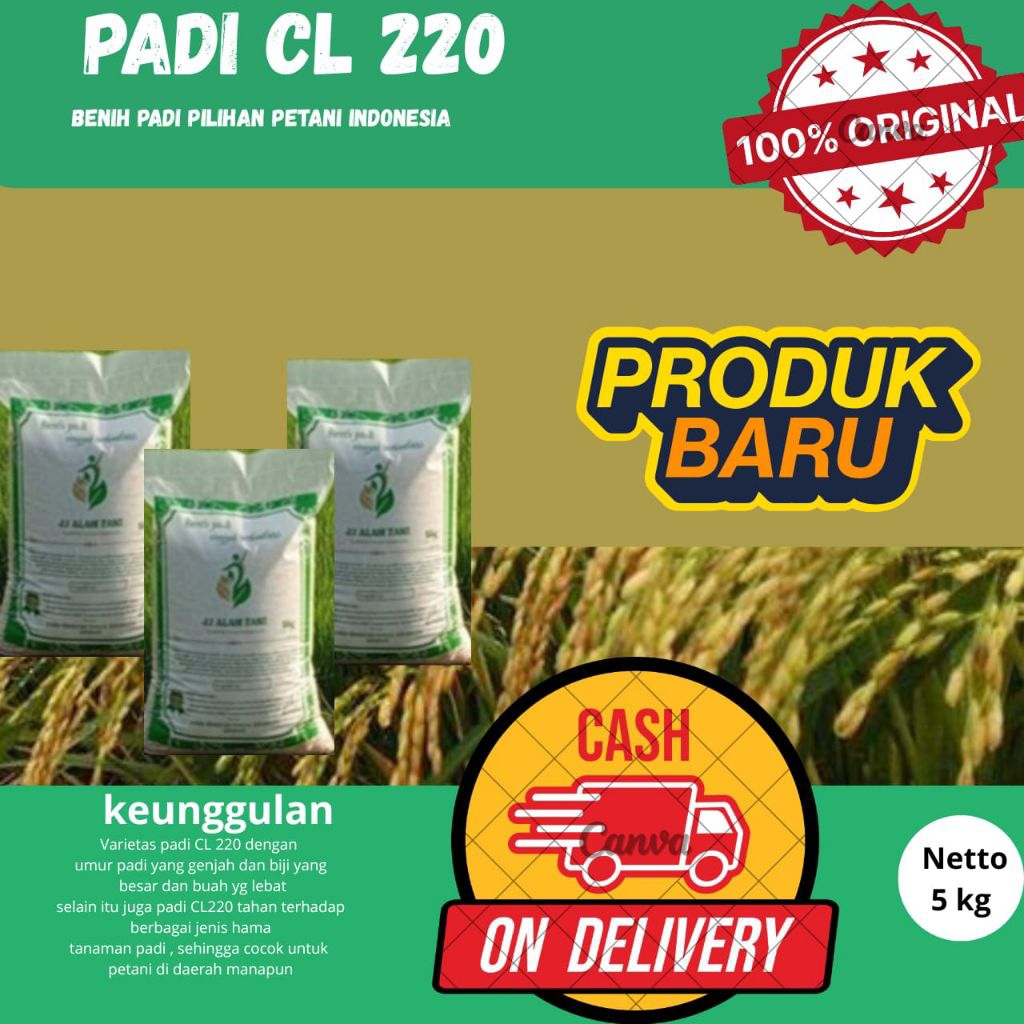 BENIH PADI CL220 KEMASAN 5 KG