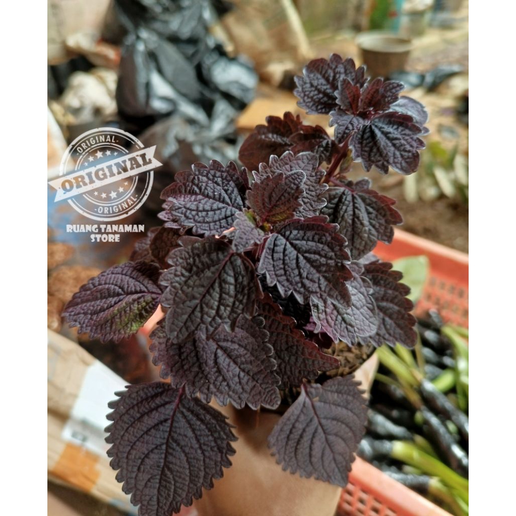 ( bisa cod ) tanaman herbal jawer kotok / pohon herbal jawer kotok