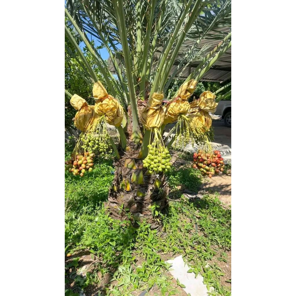 Bibit Kurma Maniss Asli Indonesia - Bibit Kurma Tropis Siap Tanam