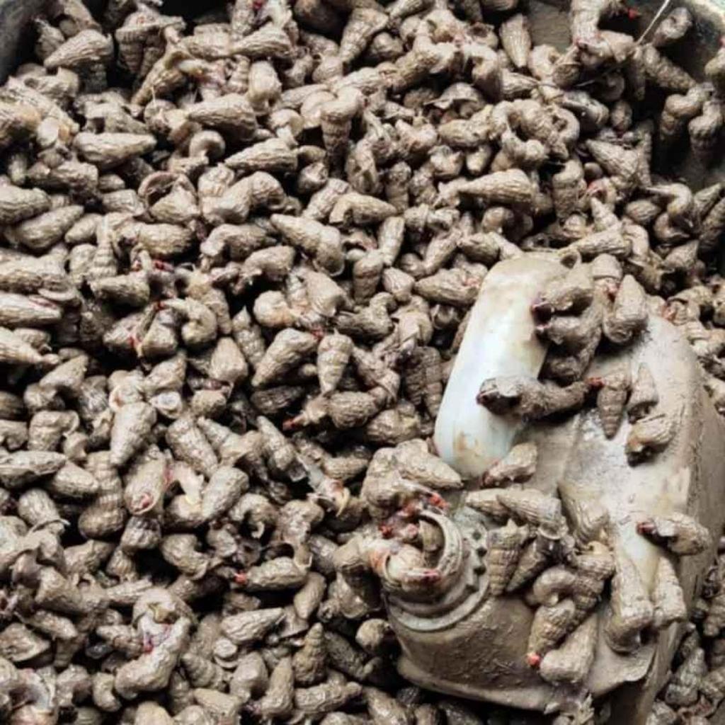 SIPUT KEONG NENEK KATANGLO KA TANG LO Keong Nenek Katanglo Chao Lo Tutut Siput Sedut 1KG 1000gram Ka