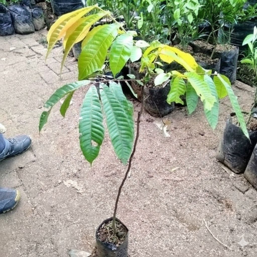 bibit matoa polibag 40 hasil okulasi siap berbuah berbunga