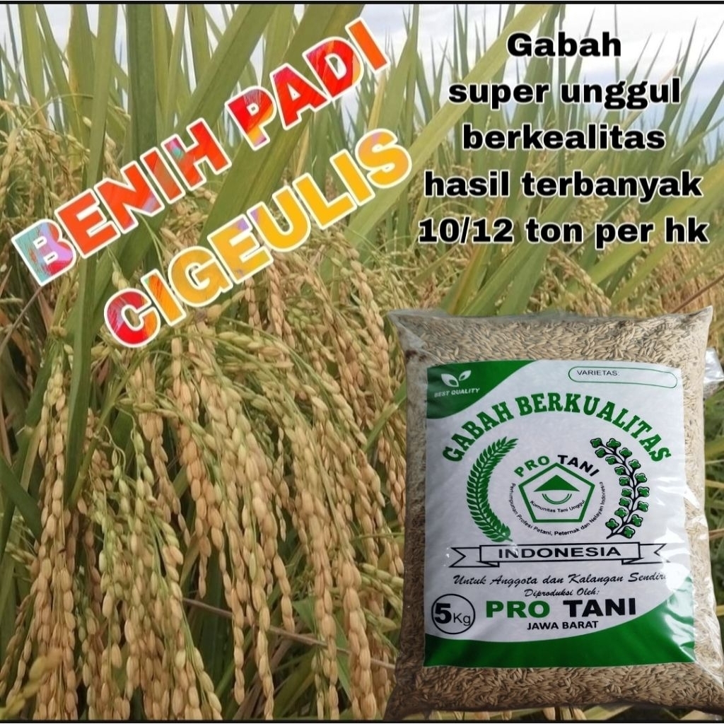 5KG BENIH PADI CIGEULIS SUPER ORIGINAL LABEL PUTIH