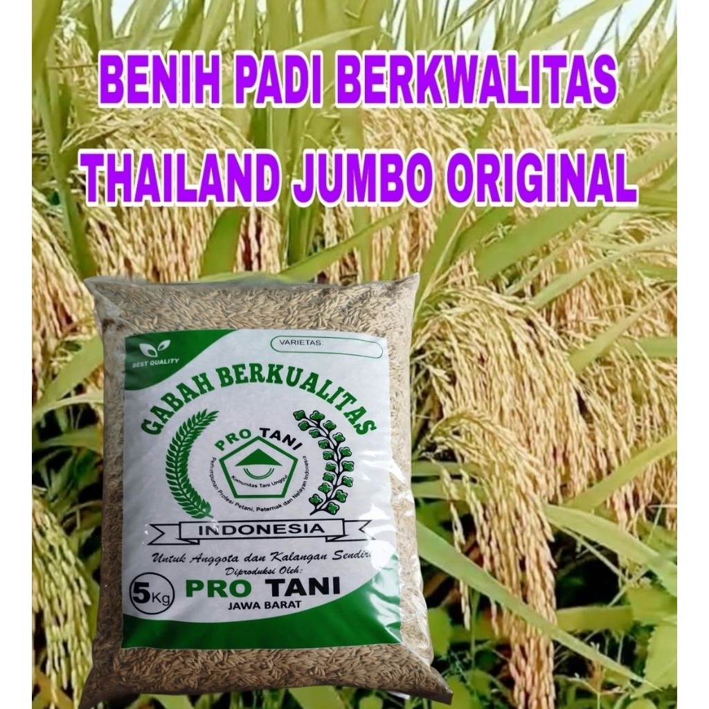 BENIH PADI 5KG THAILAND JUMBO ORIGINAL BERSERTIFIKAT