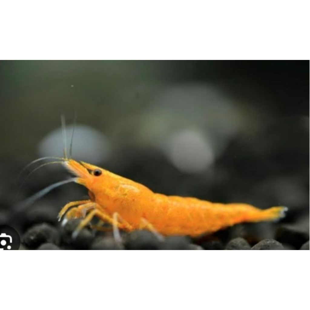 Udang Hias Air Tawar Orange Shrimp Hiasan Akuarium