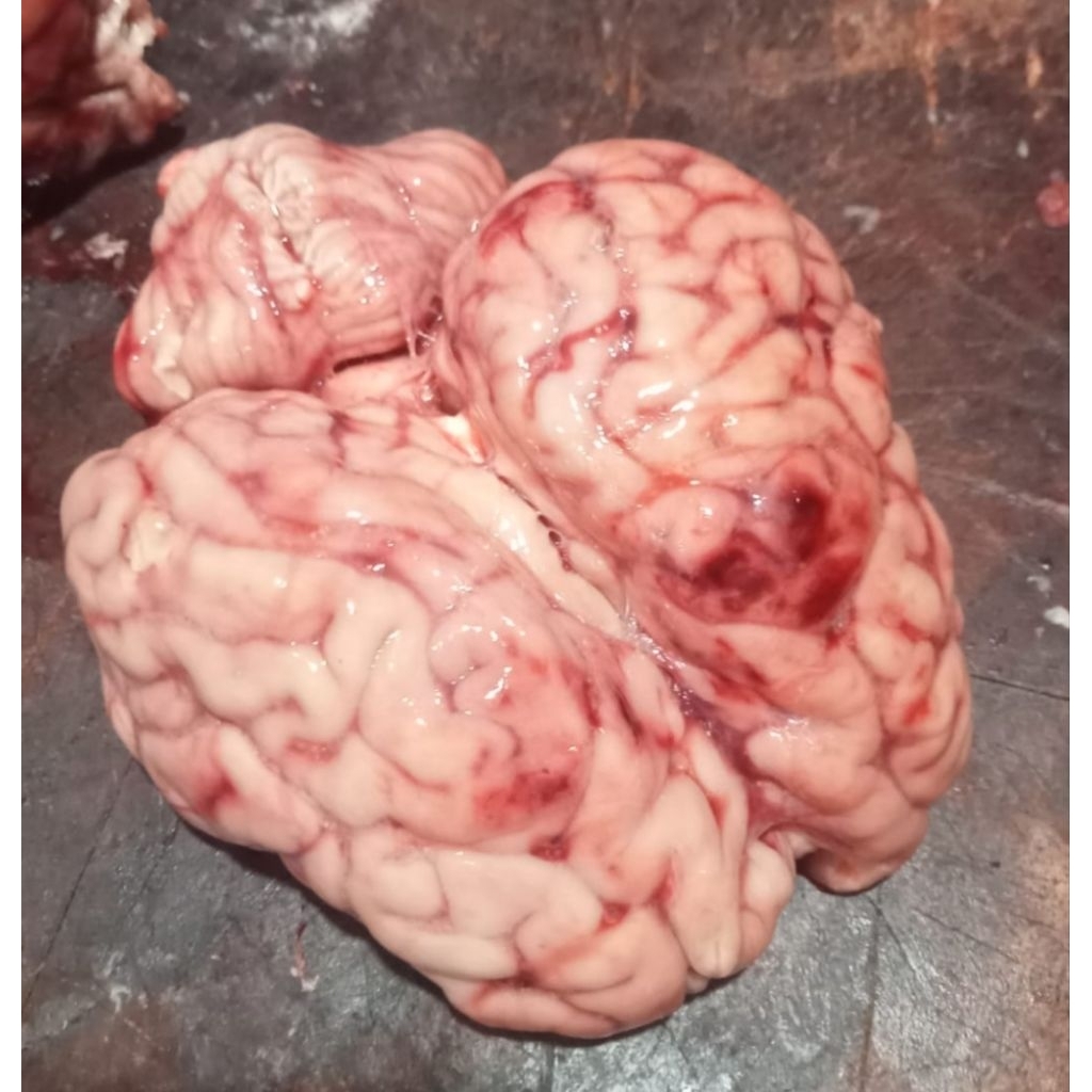 otak sapi segar lokal