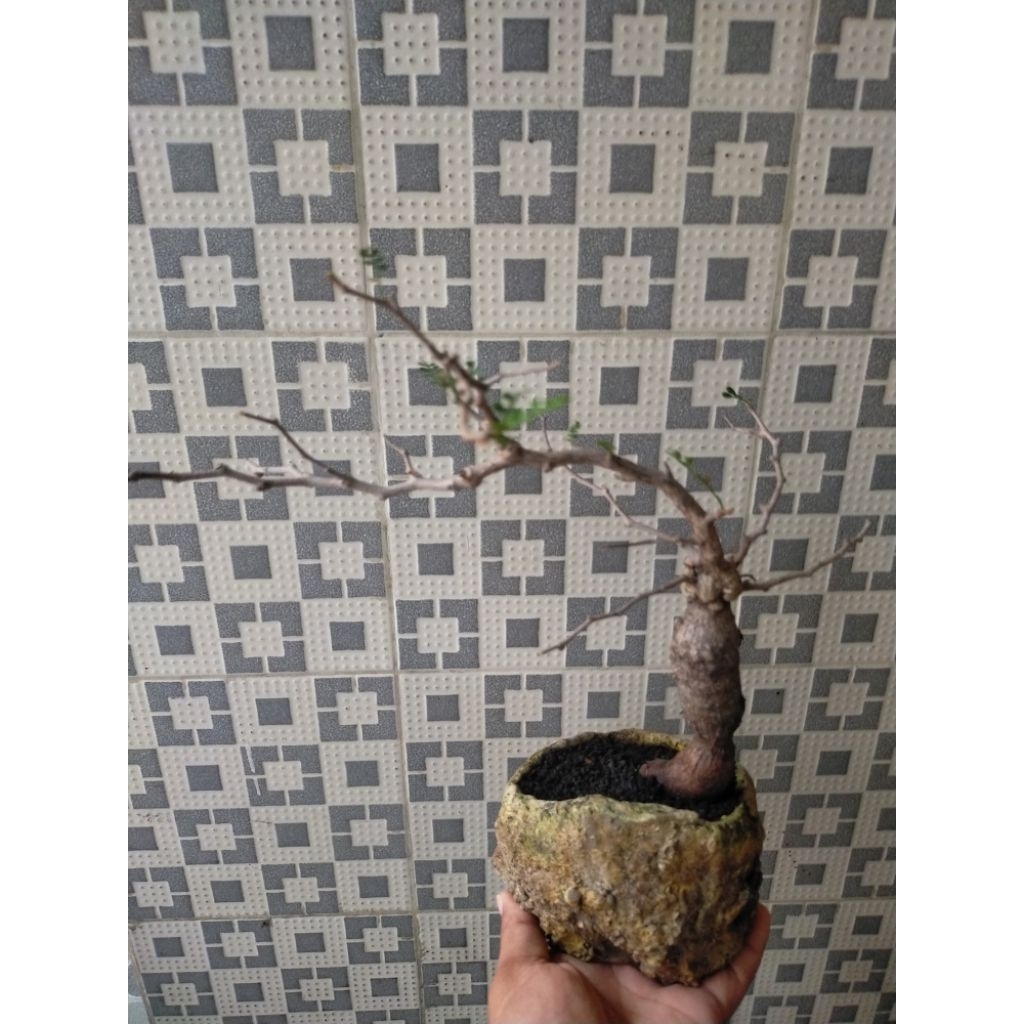 Operculicarya Pachypus Bonsai Style