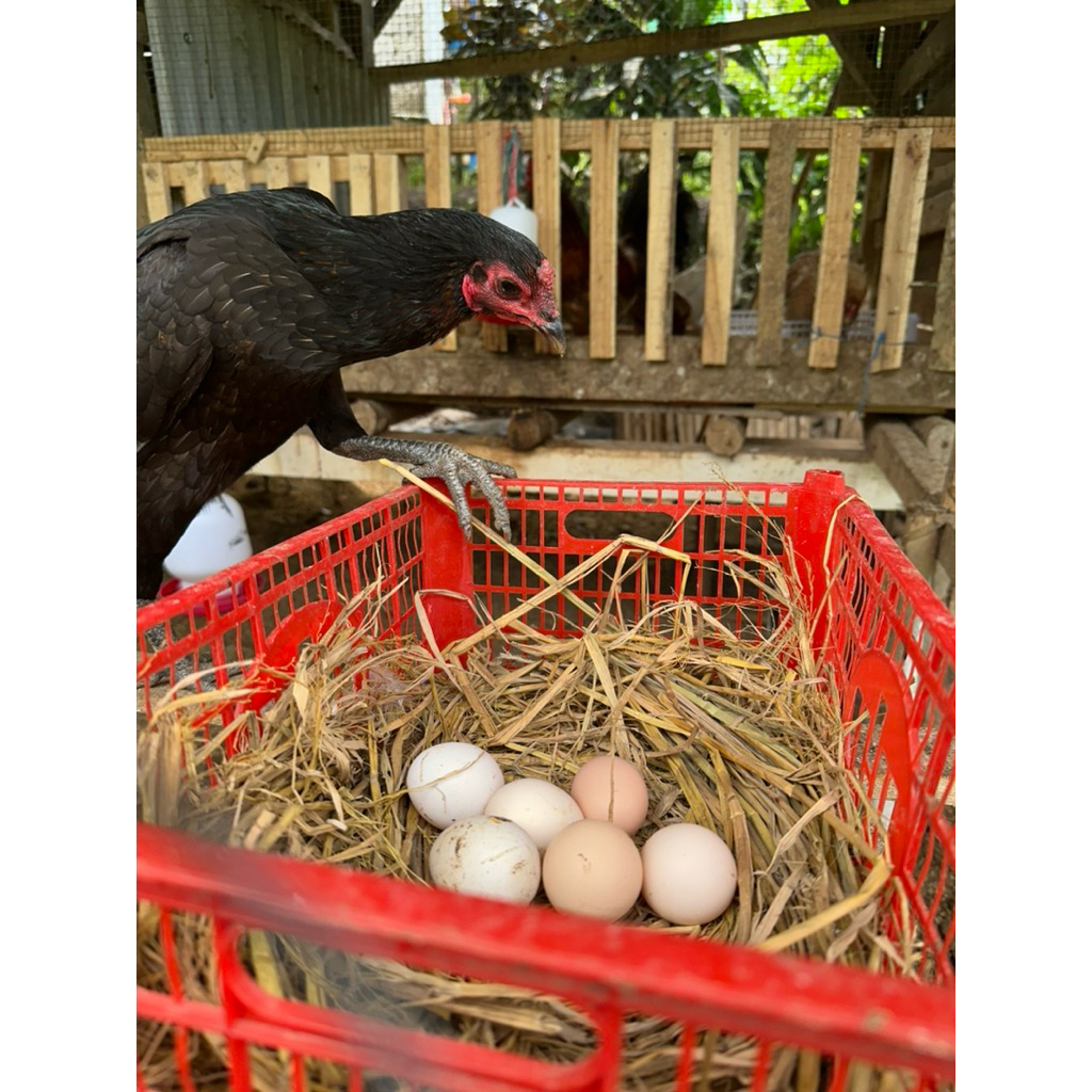 Telur Fertil KUB 2 Ayam Kampung Dwiguna