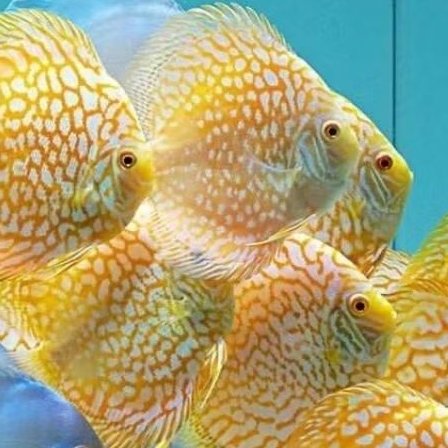 Discus Yellow pigeon kualitas terbaik / hiasan aquarium