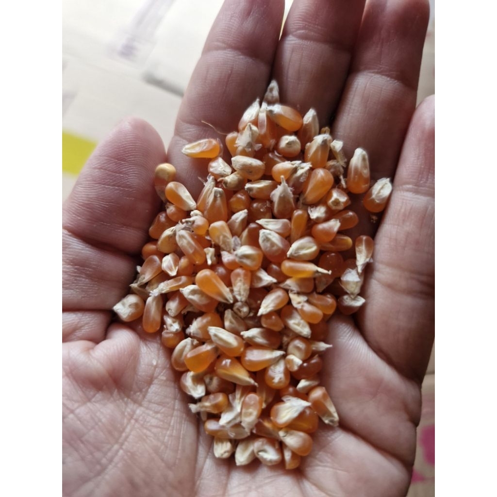 Jagung kristal super untuk merpati burung dara