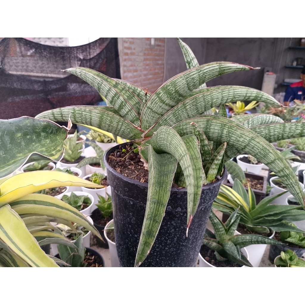 sanseviera hybrid Azzura