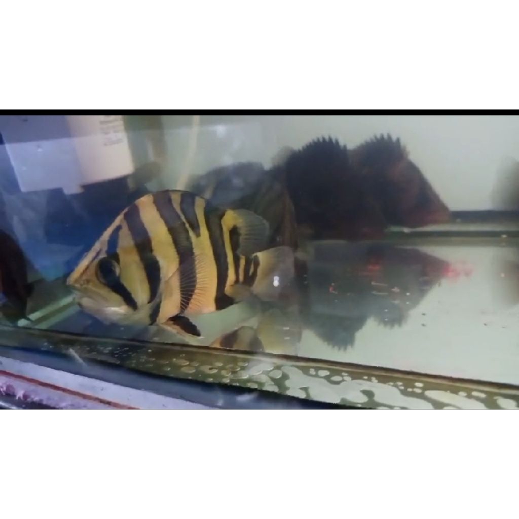 Datz borneo 3bar kotor ukr 17 cm warna cerah stabil minus bibir miring sedikit