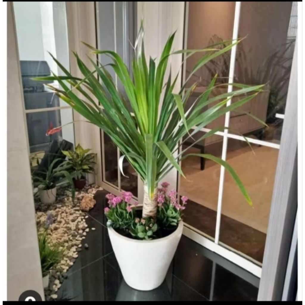 Pohon pandan bali tinggi 50-70cm daun - Tanaman hias pot pandan bali