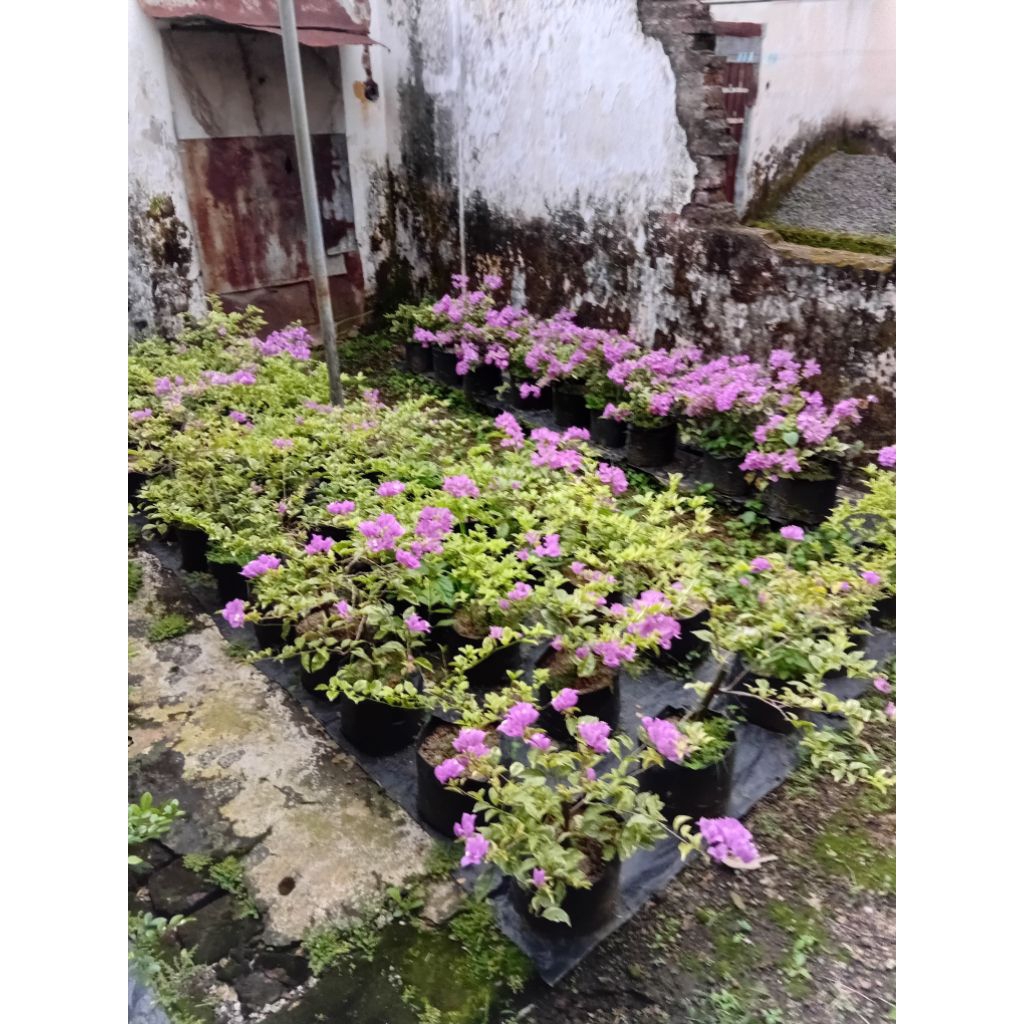 bunga bugenfil variegata
