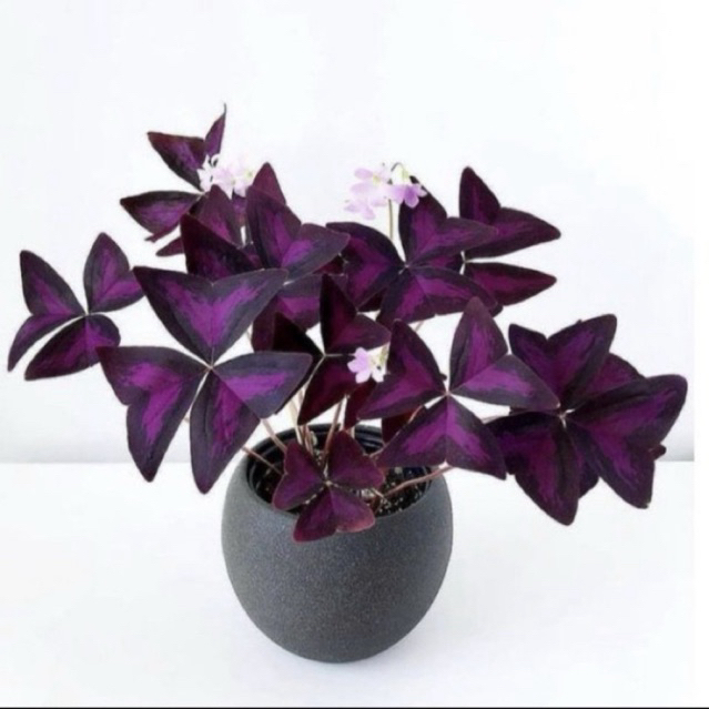 tanaman hias oxalis kupu-kupu ungu - oxalis ungu