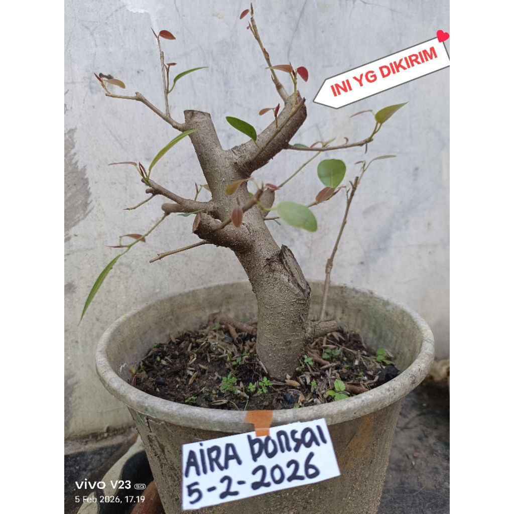 bahan bonsai iprik silver pucuk merah real pict