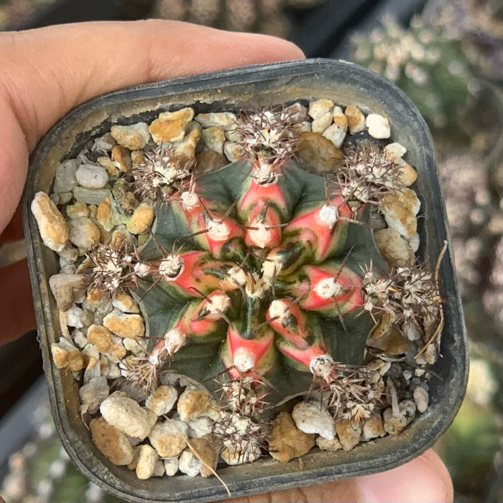 Gymnocalycium multicolor gymno mihanovichi miha kaktus pemula