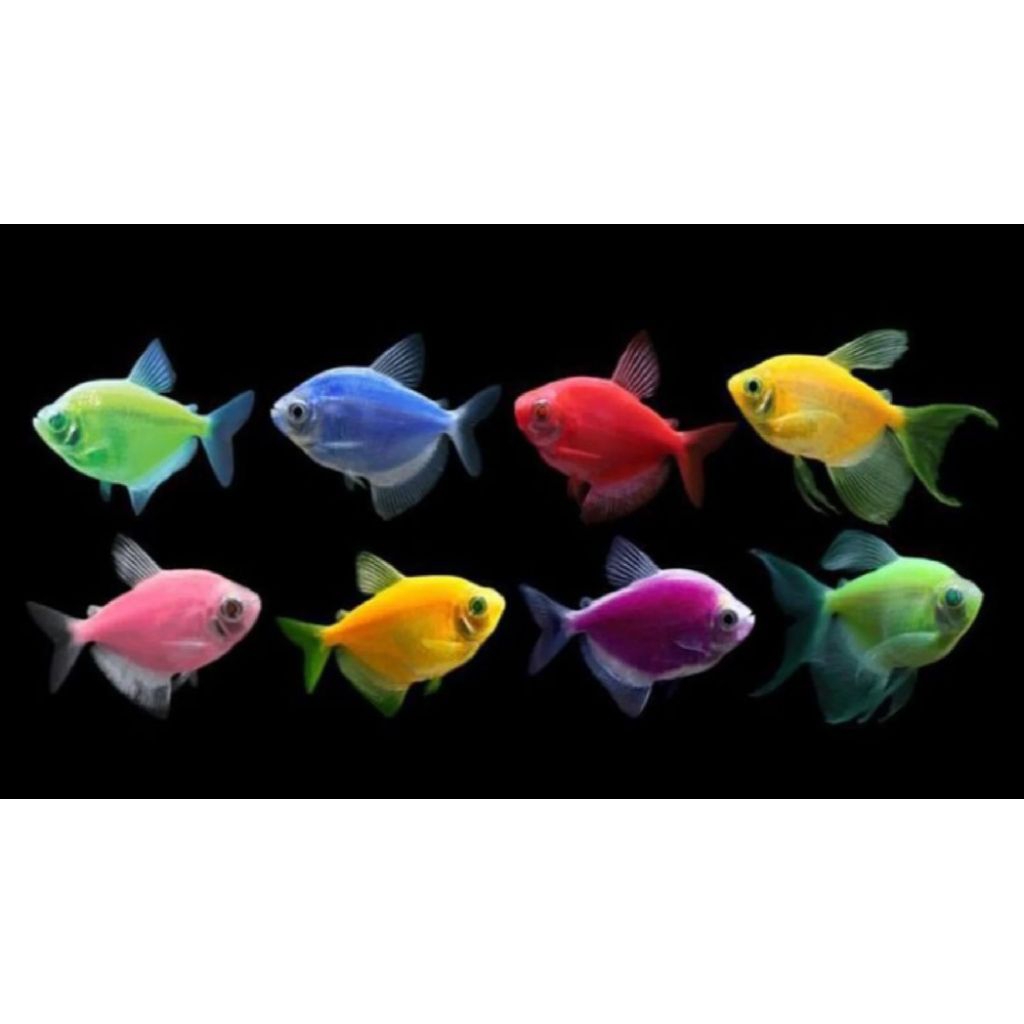 Glofish