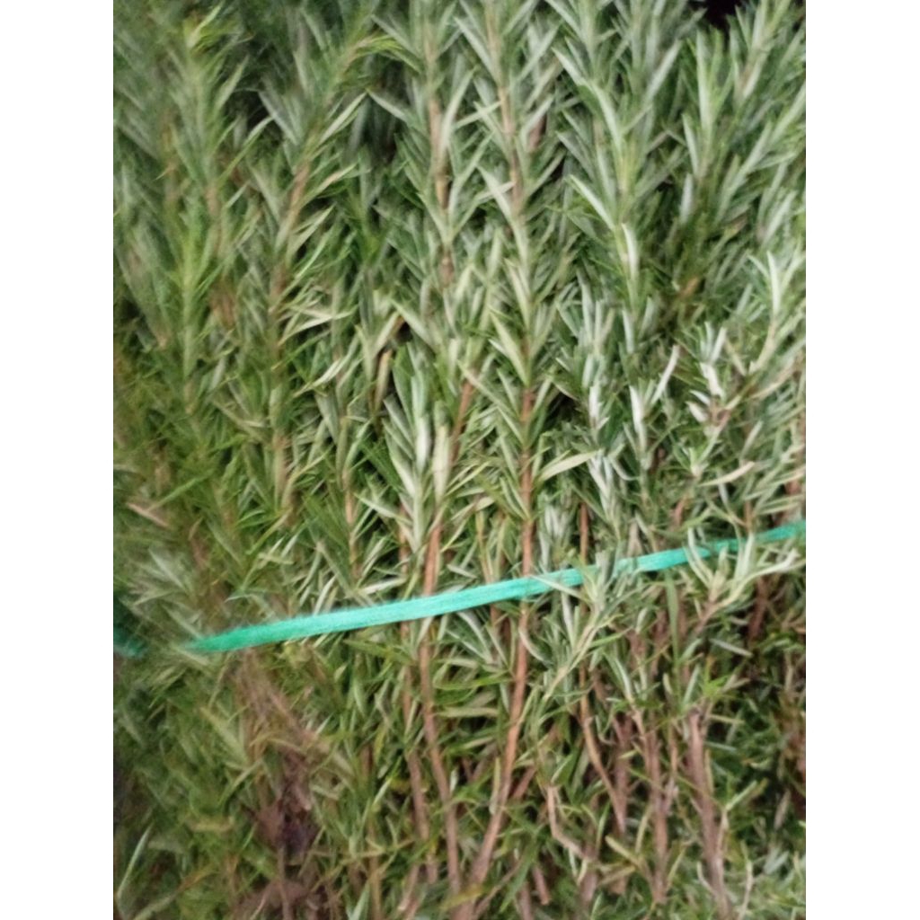 Sayur Rosemary rempah segar