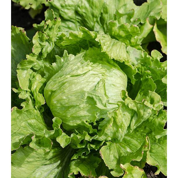 KEBUN PETANI BENIH SELADA ICEBERG