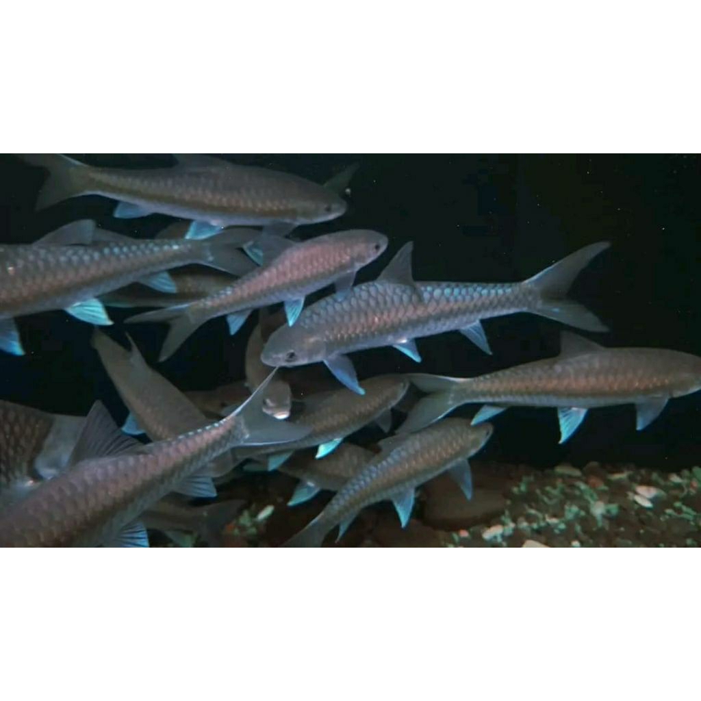 Starchey Hb (Blue mahseer) uk 4_6 Cm