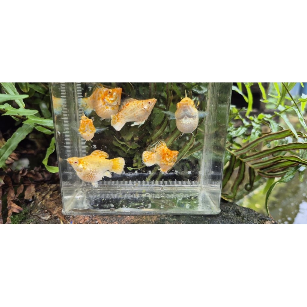 molly balon sakura albino