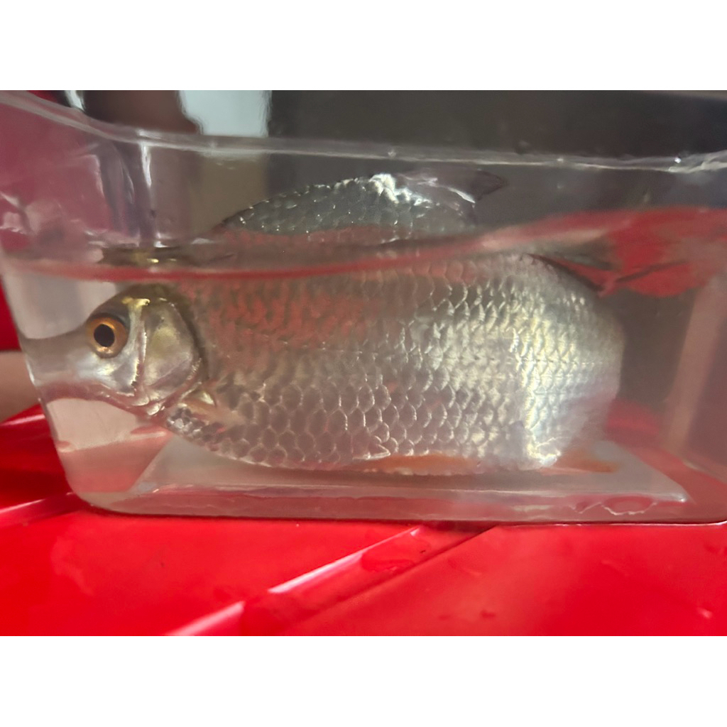 PAKET 3 ikan kaviat size jumbo 18-20 cm. 2 bangkok 1 albino