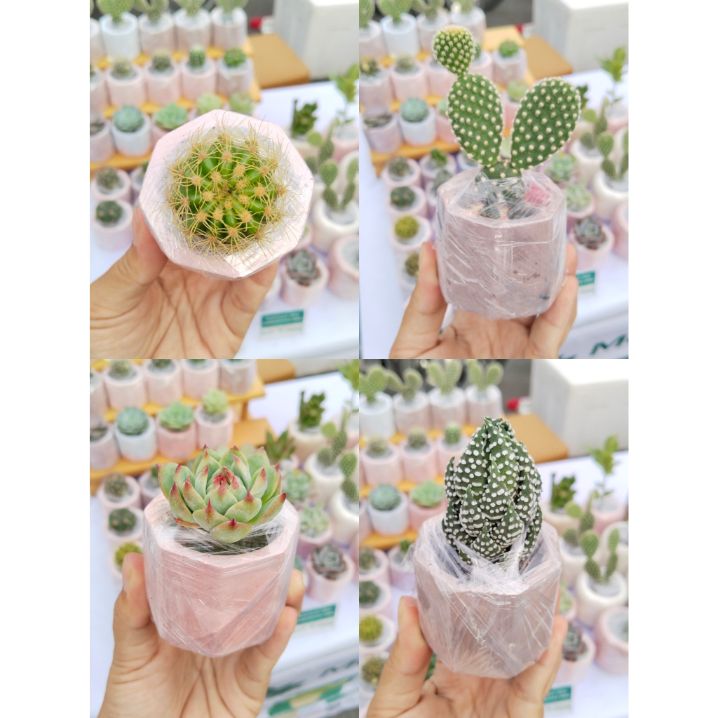Paket sukulen pot semen kecil