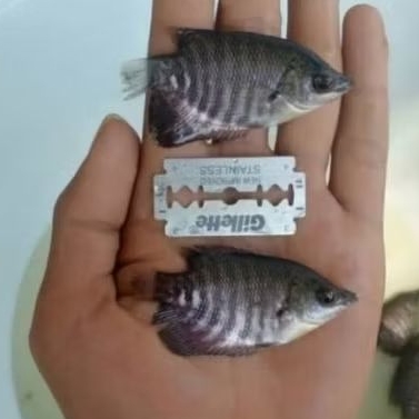 bibit ikan gurame soang ukuran silet
