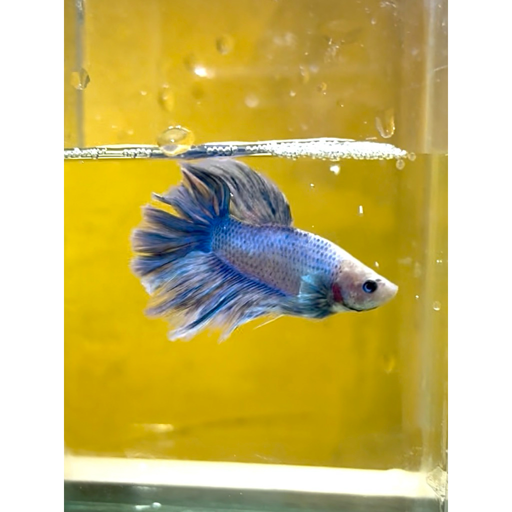 Cupang Halfmoon Grizzel real pict