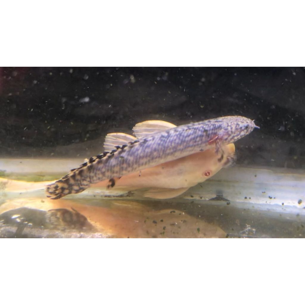 Palmas Orna 8-9cm Palmas Orna 10-11cm