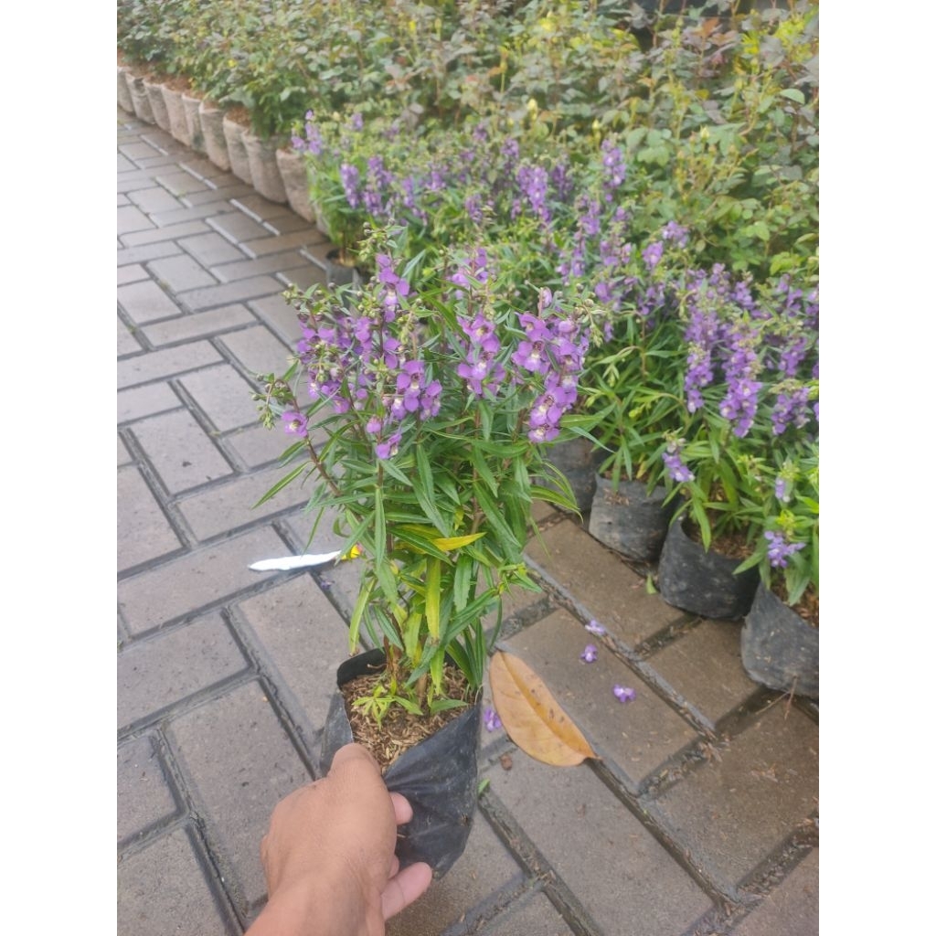 tanaman hias bunga lavender import