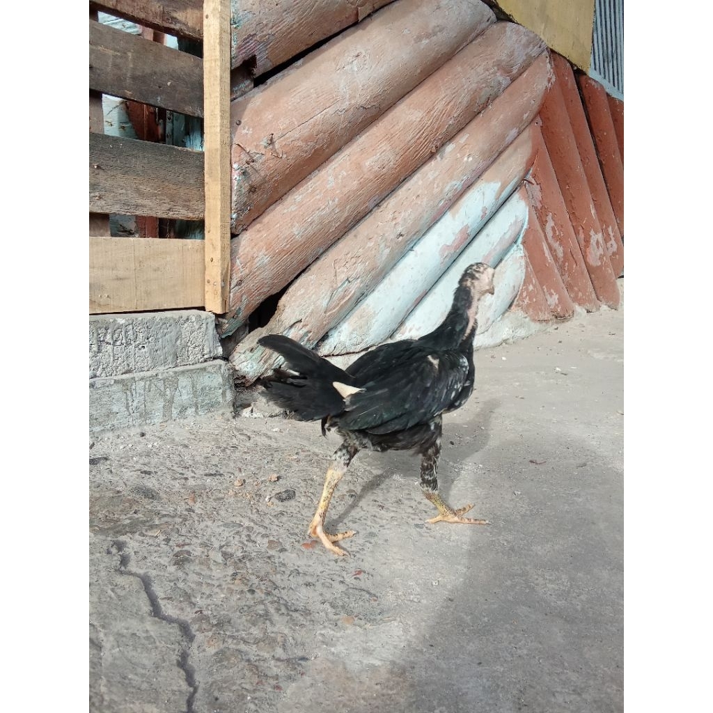 Anakan Ayam Bangkok umur 45hari