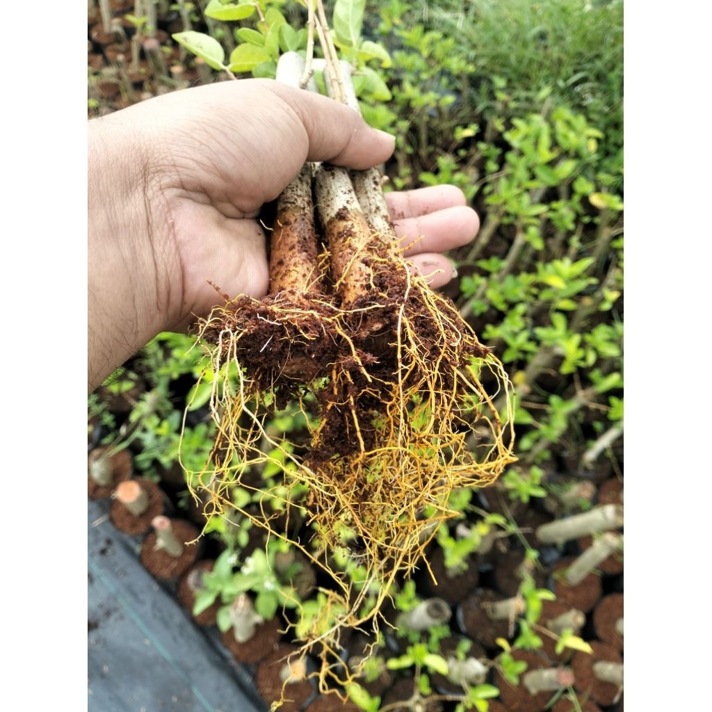 BIBIT BONSAI SANCANG SIAP PROGRAM - BERAKAR GONDRONG - SUBUR