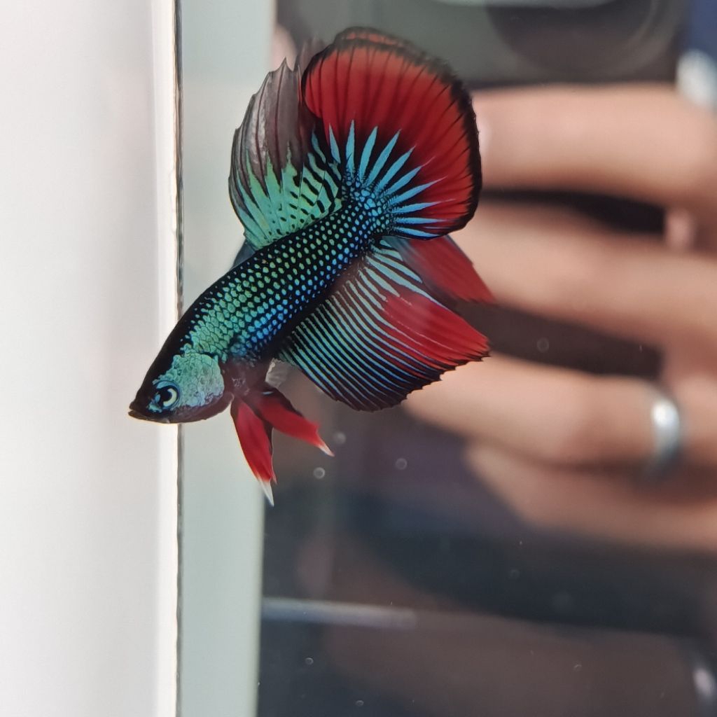 wild betta imbellis long fin green top grade