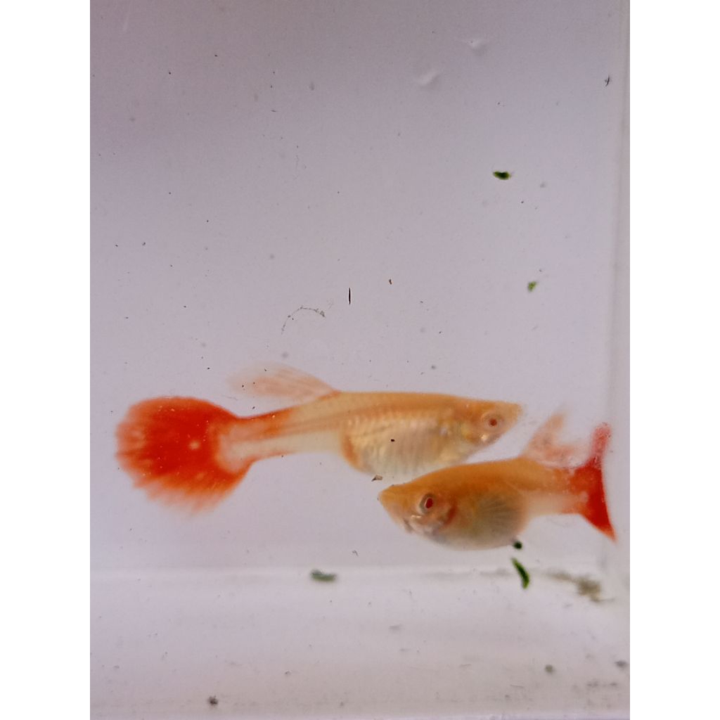 Hiasan Aquarium Guppy Betina Albino Full Red Ukuran Indukan Siap Pijah