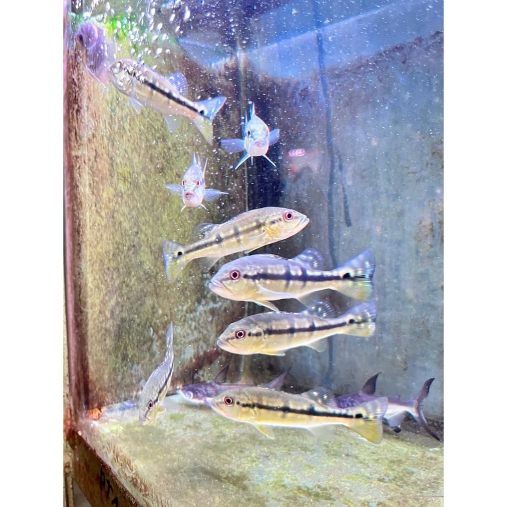 mainan hiasan pbass singu, pinima, kalbery