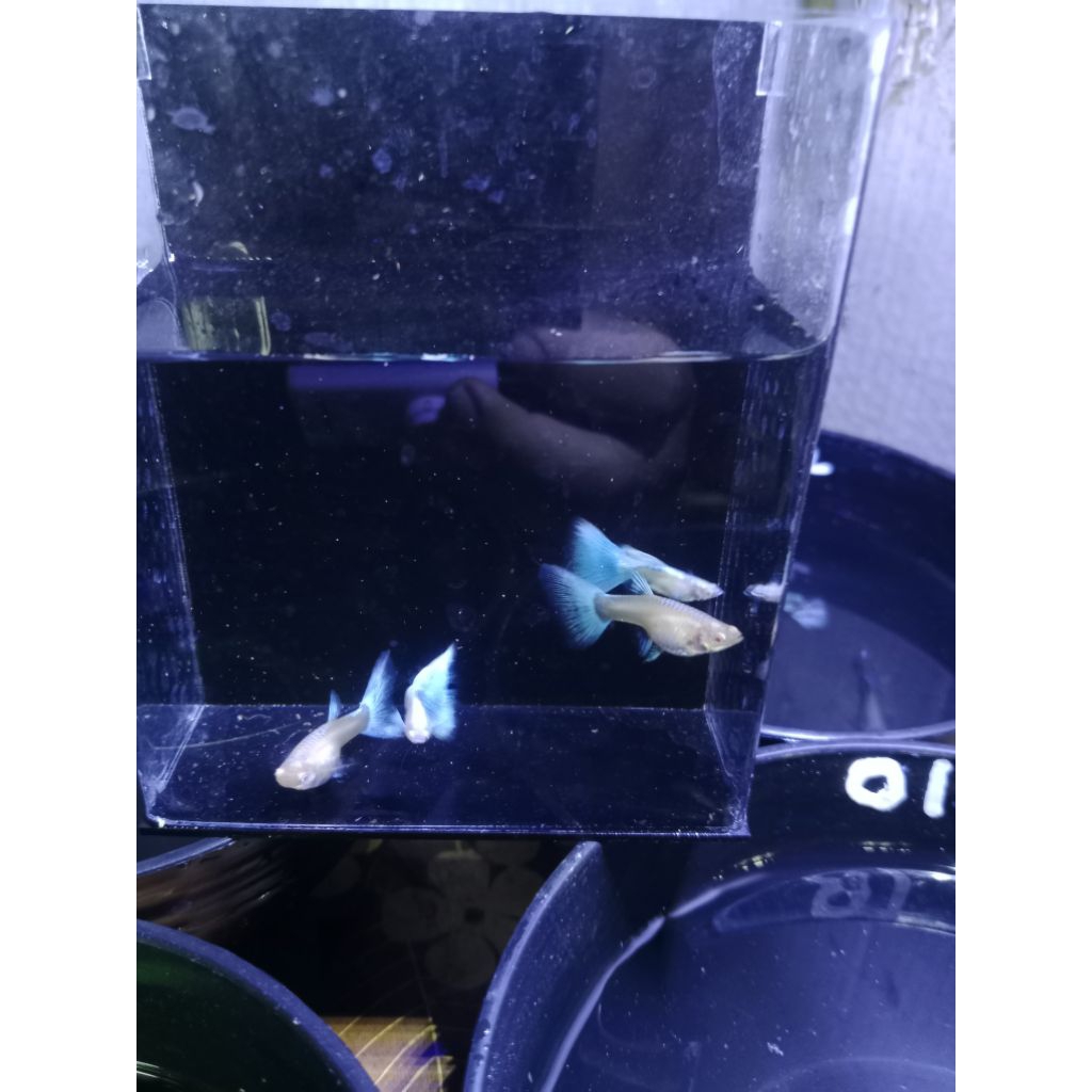Guppy sky blue