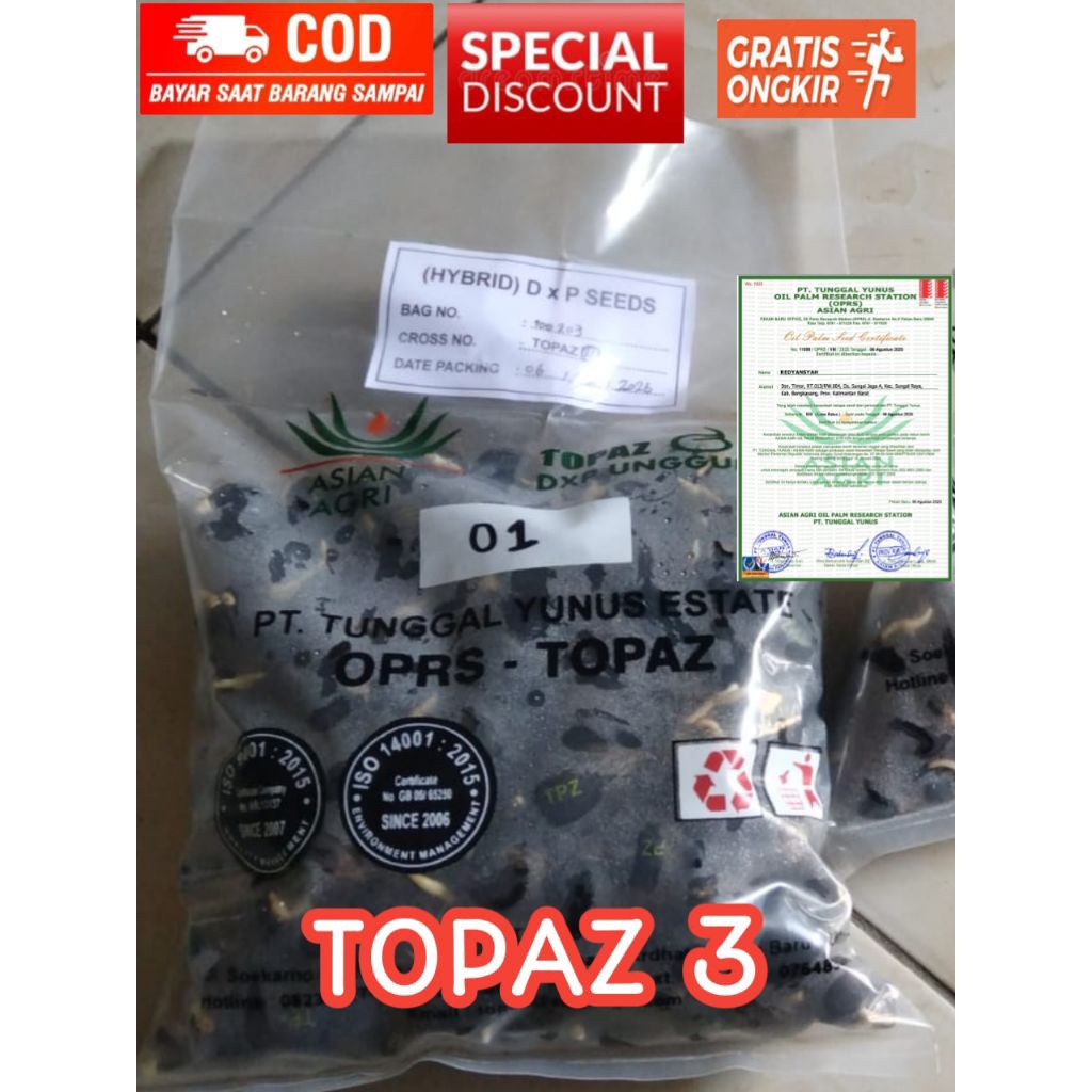 Bibit kecambah kelapa sawit TOPAZ 3 seri 4 isi 250 butir