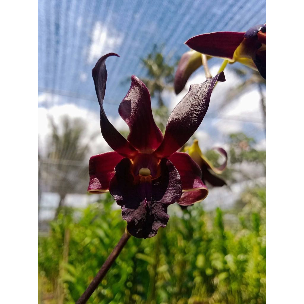 Dendrobium Rajajowas x Taurinum (knop)