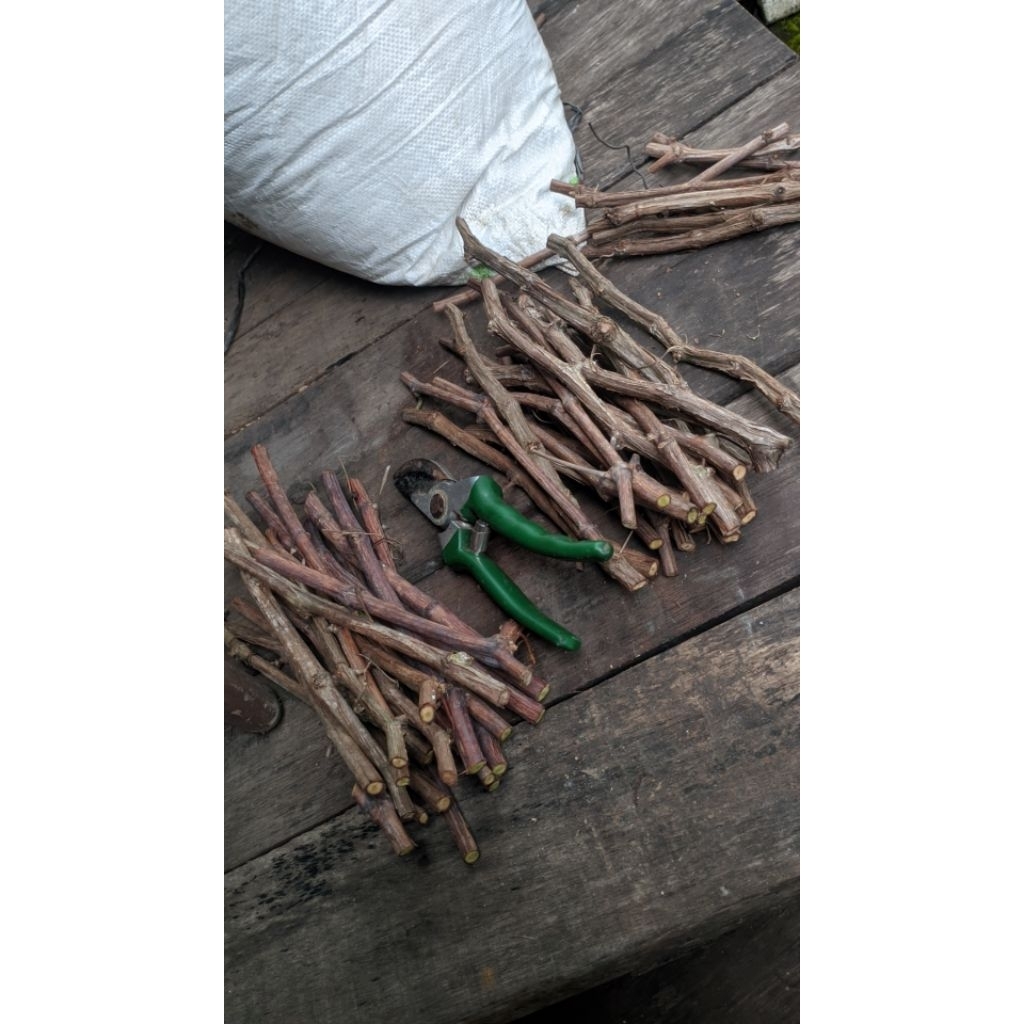 cutting anggur ninel